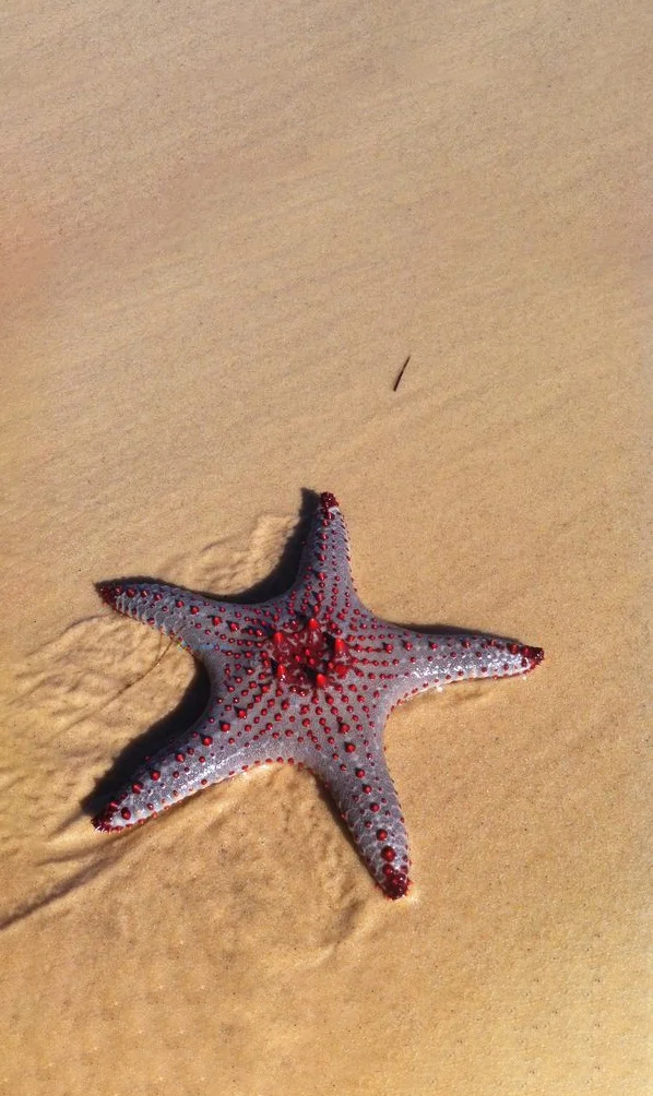 Hình nền Sao Biển trên cát cho điện thoại