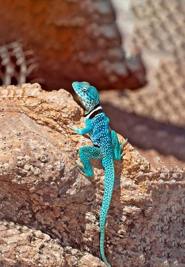 Hình nền Thằn Lằn cho điện thoại