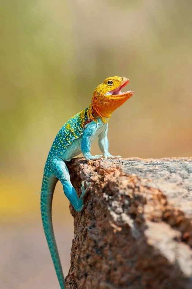 Hình nền Thằn Lằn cho điện thoại