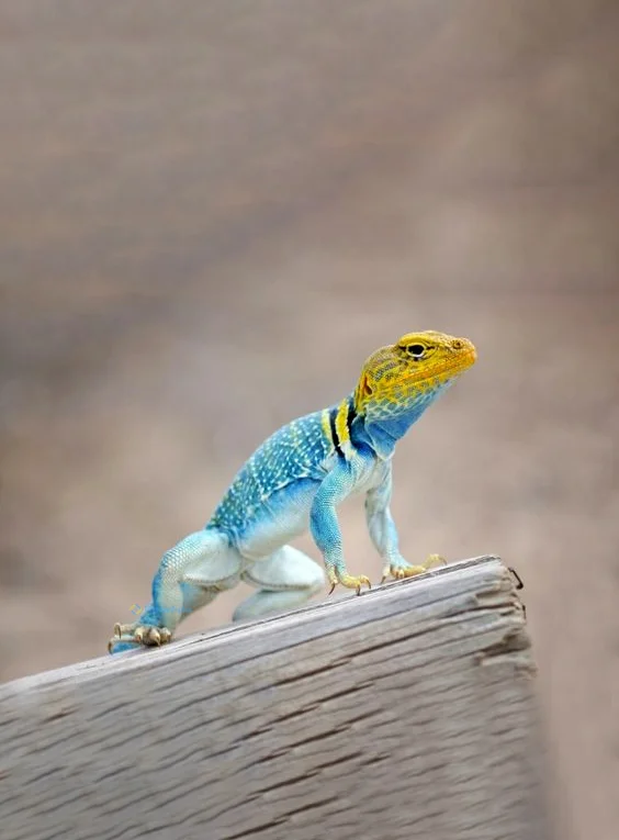 Hình nền Thằn Lằn cho điện thoại