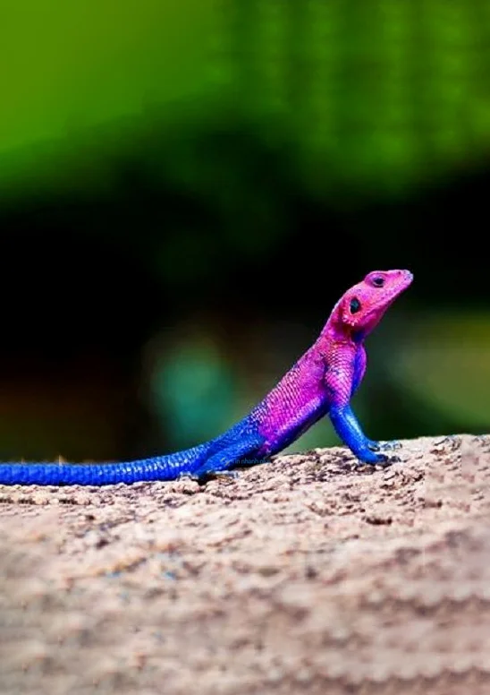 Hình nền Thằn Lằn cho điện thoại