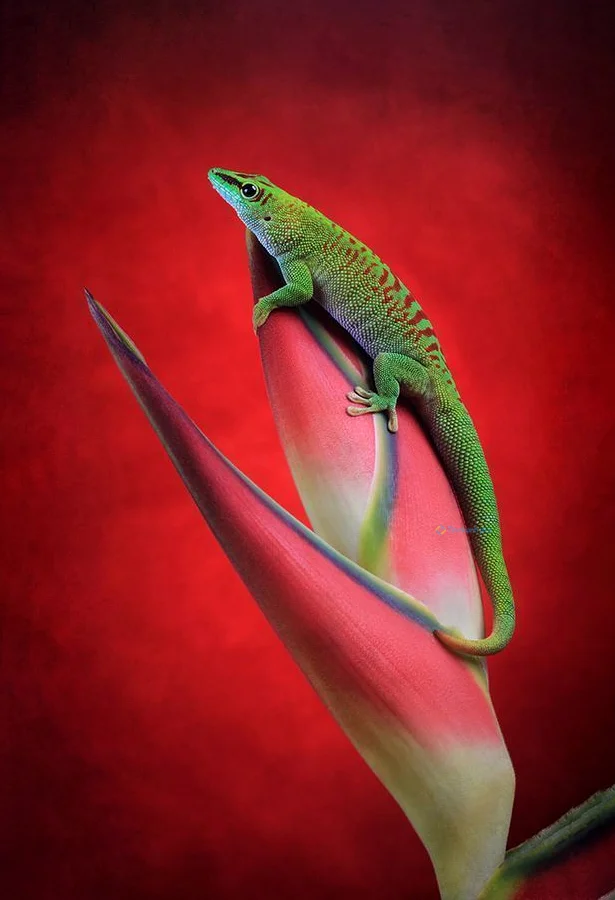 Hình nền Thằn Lằn cho điện thoại