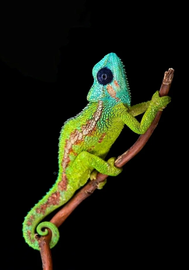 Hình nền Thằn Lằn cho điện thoại