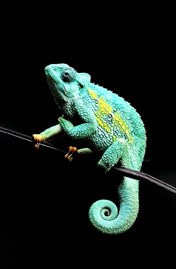 Hình nền Thằn Lằn cho điện thoại