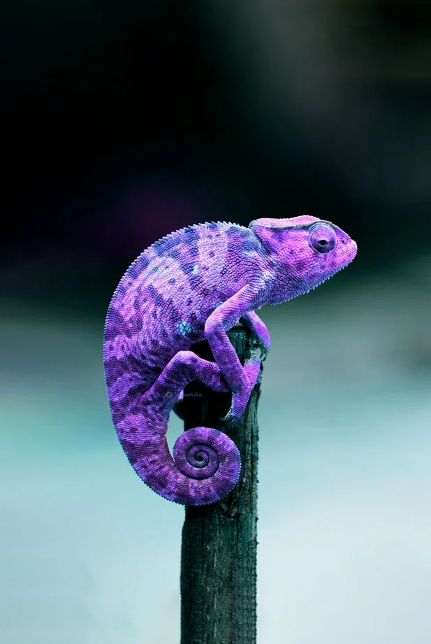 Hình nền Thằn Lằn cho điện thoại