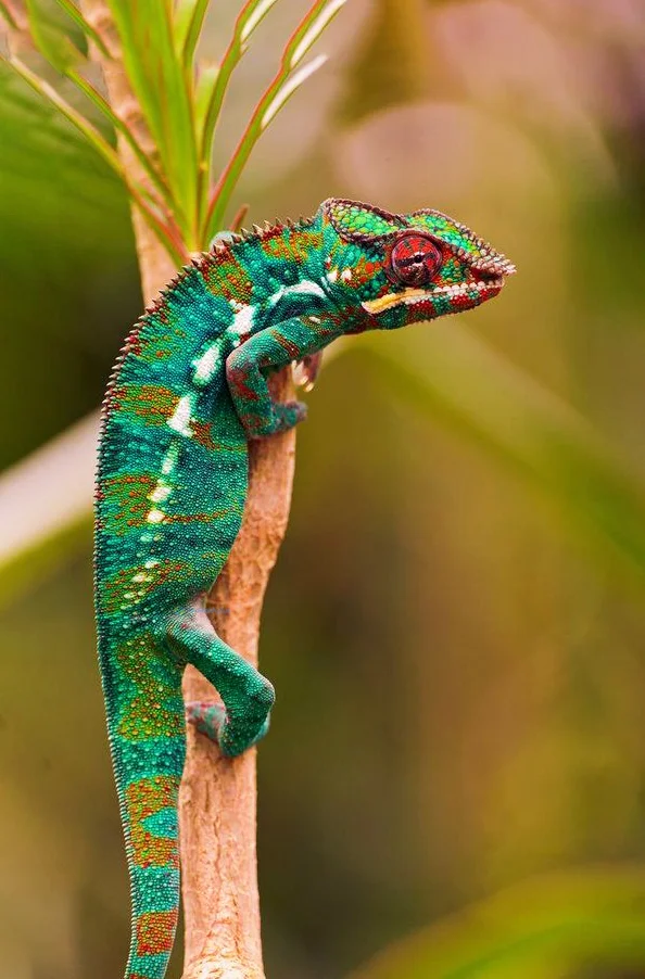 Hình nền Thằn Lằn cho điện thoại