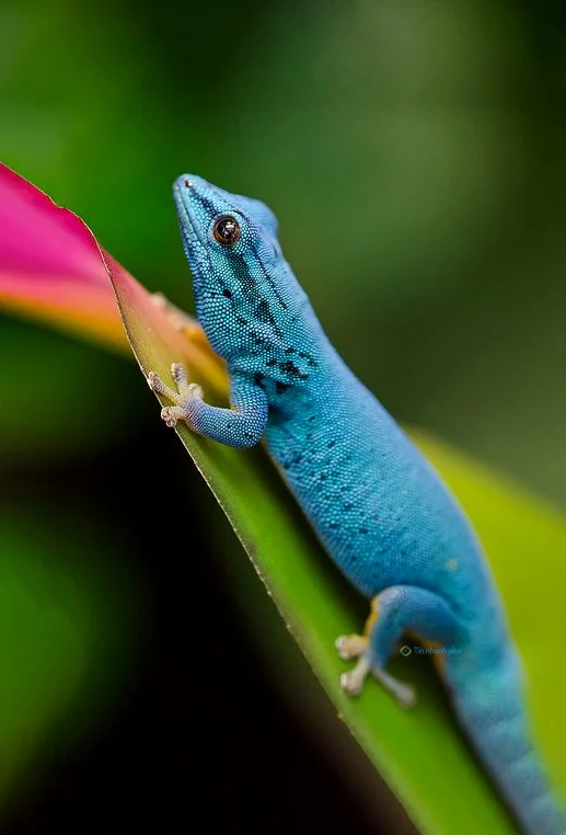 Hình nền Thằn Lằn cho điện thoại