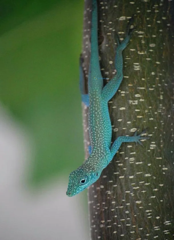 Hình nền Thằn Lằn cho điện thoại