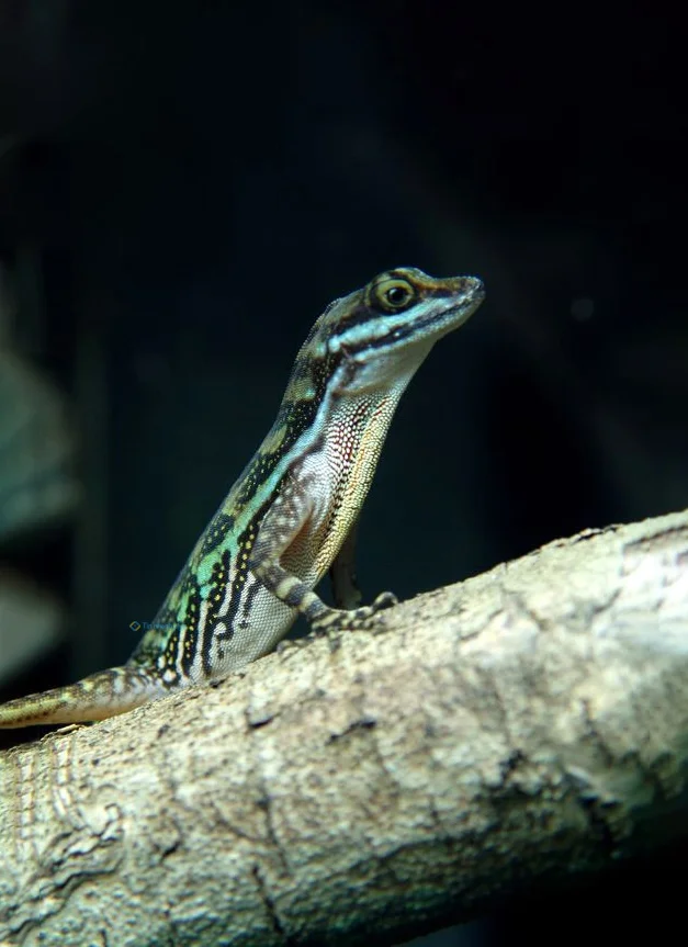 Hình nền Thằn Lằn cho điện thoại