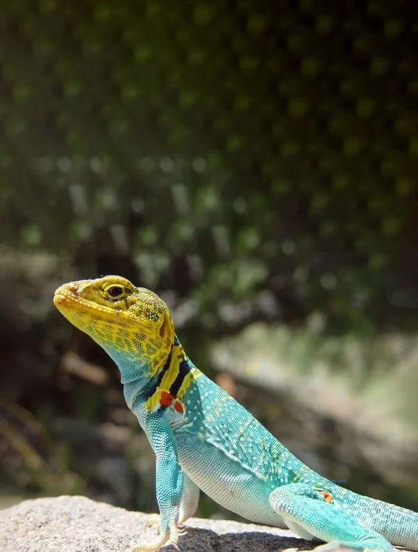 Hình nền Thằn Lằn cho điện thoại