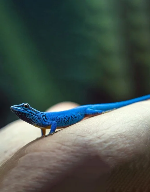 Hình nền Thằn Lằn cho điện thoại