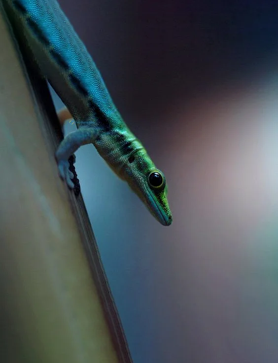 Hình nền Thằn Lằn cho điện thoại