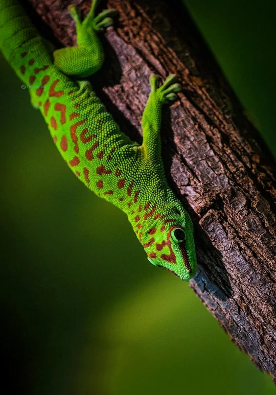 Hình nền Thằn Lằn cho điện thoại