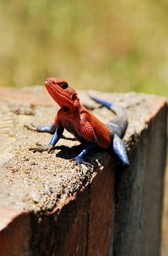 Hình nền Thằn Lằn cho điện thoại