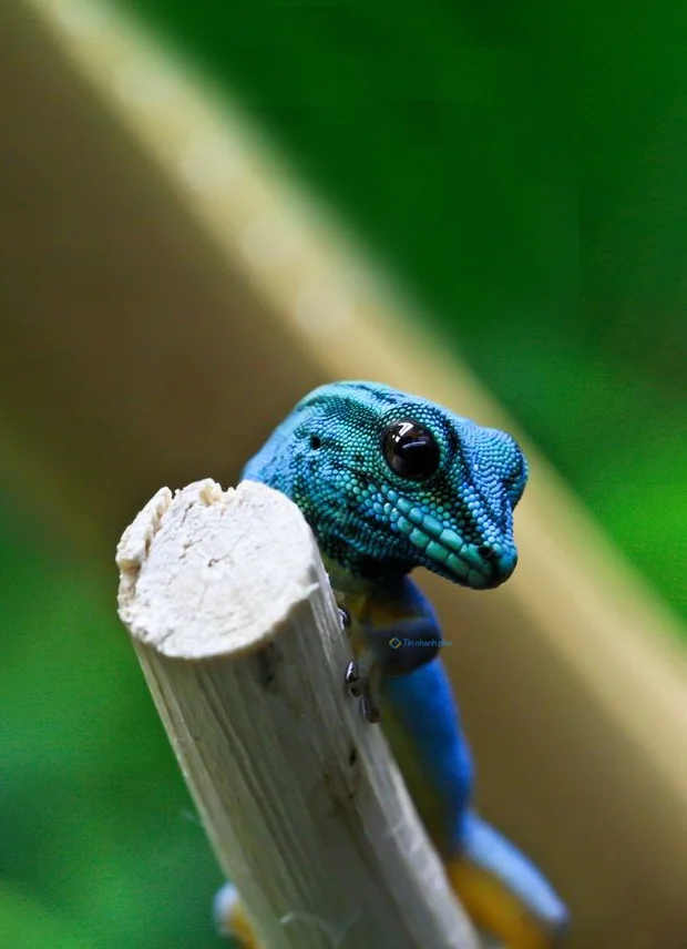 Hình nền Thằn Lằn cho điện thoại