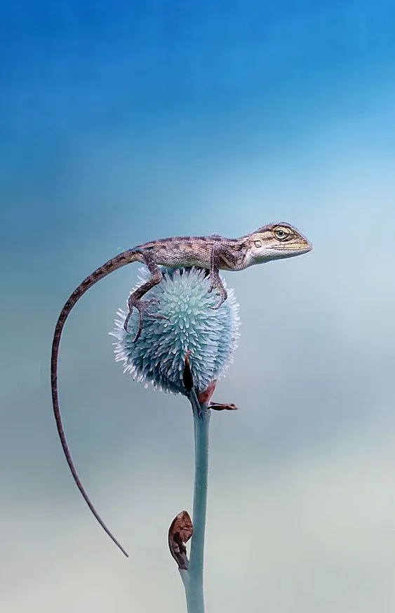 Hình nền Thằn Lằn cho điện thoại