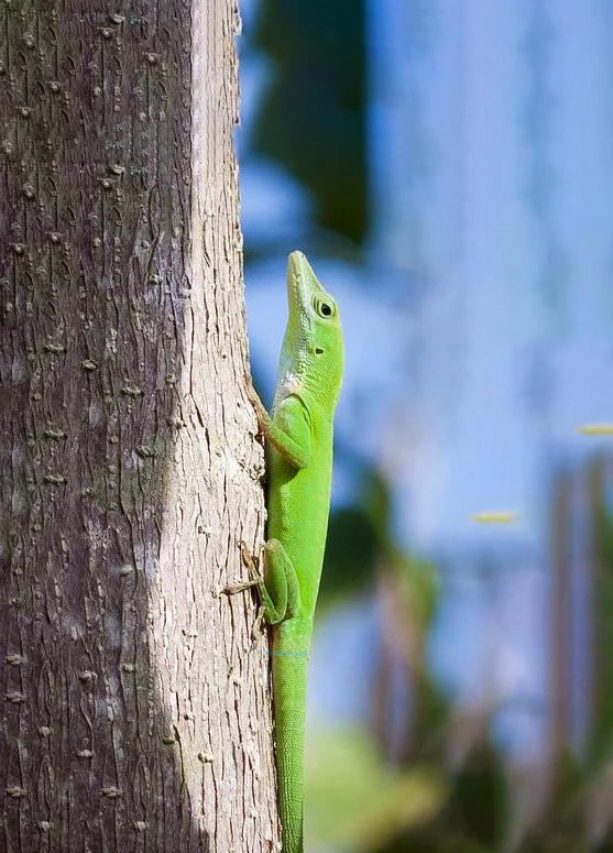 Hình nền Thằn Lằn cho điện thoại