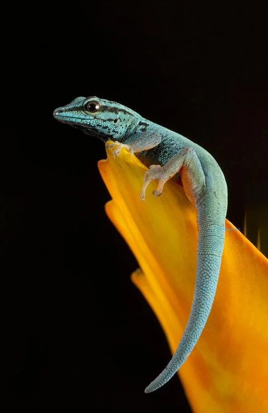 Hình nền Thằn Lằn cho điện thoại