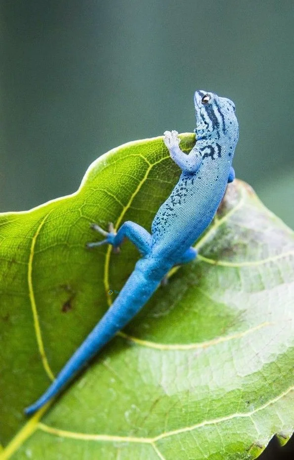 Hình nền Thằn Lằn cho điện thoại