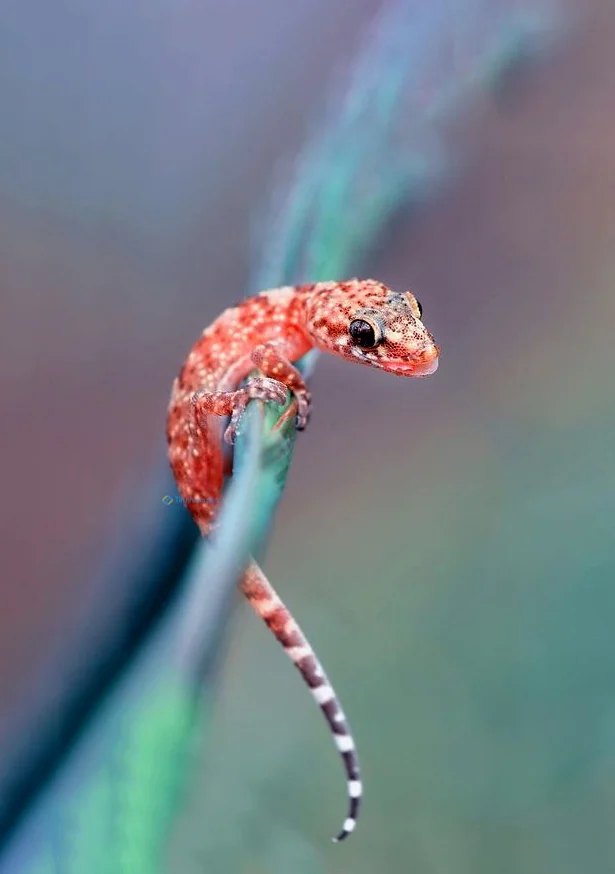 Hình nền Thằn Lằn cho điện thoại