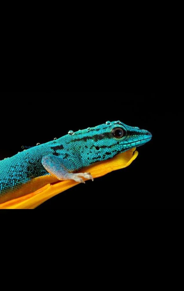 Hình nền Thằn Lằn cho điện thoại