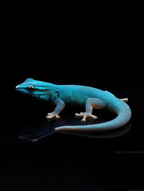 Hình nền Thằn Lằn cho điện thoại