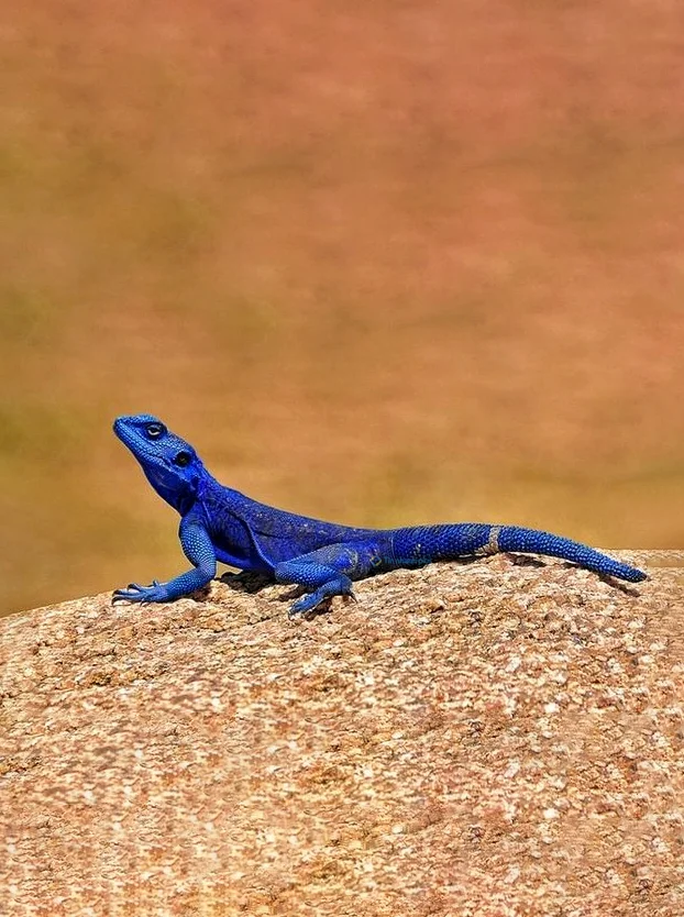 Hình nền Thằn Lằn cho điện thoại