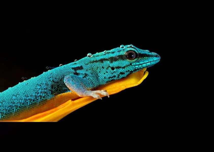 281+ Hình nền Thằn Lằn cho điện thoại