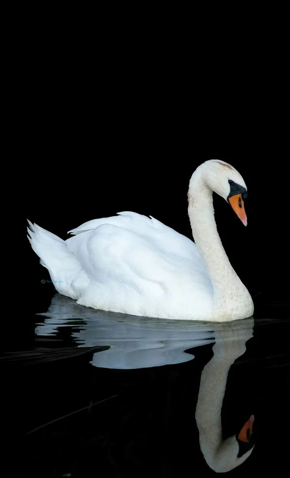 Hình nền Thiên Nga cho điện thoại