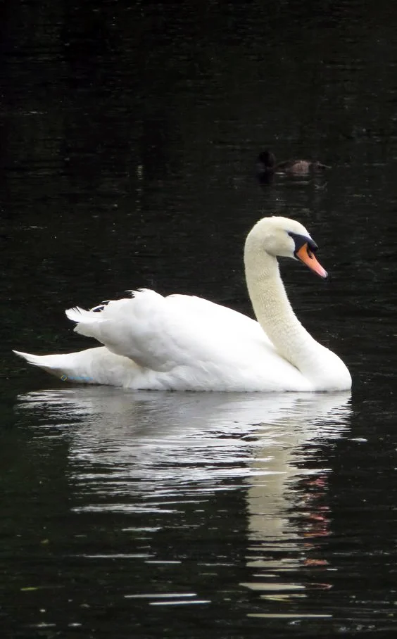 Hình nền Thiên Nga cho điện thoại