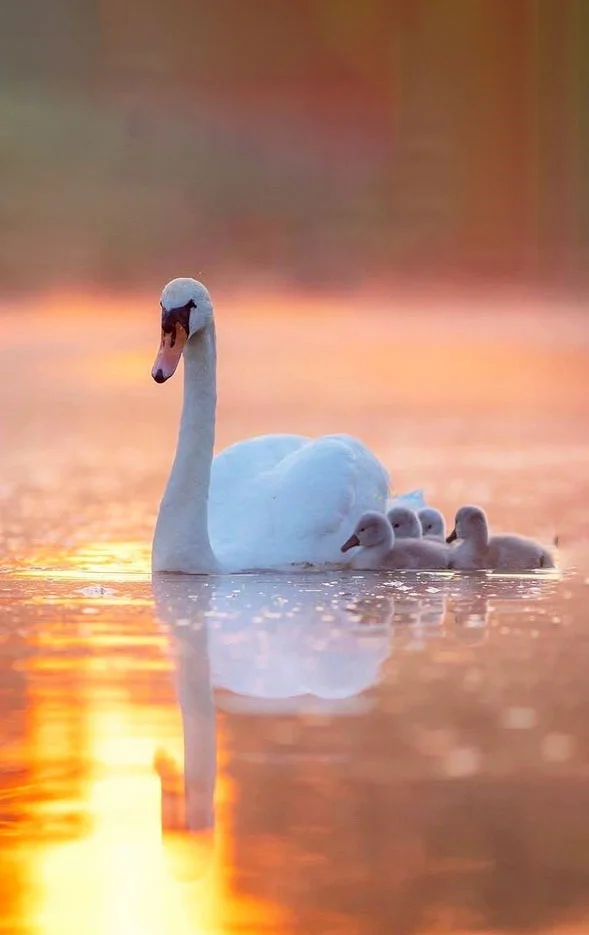 Hình nền Thiên Nga cho điện thoại