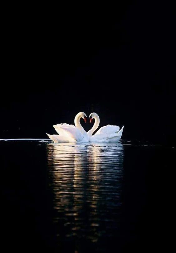 Hình nền Thiên Nga cho điện thoại