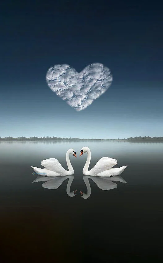 Hình nền Thiên Nga cho điện thoại