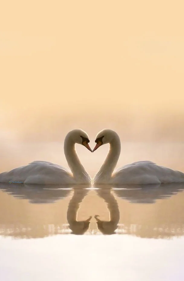 Hình nền Thiên Nga cho điện thoại