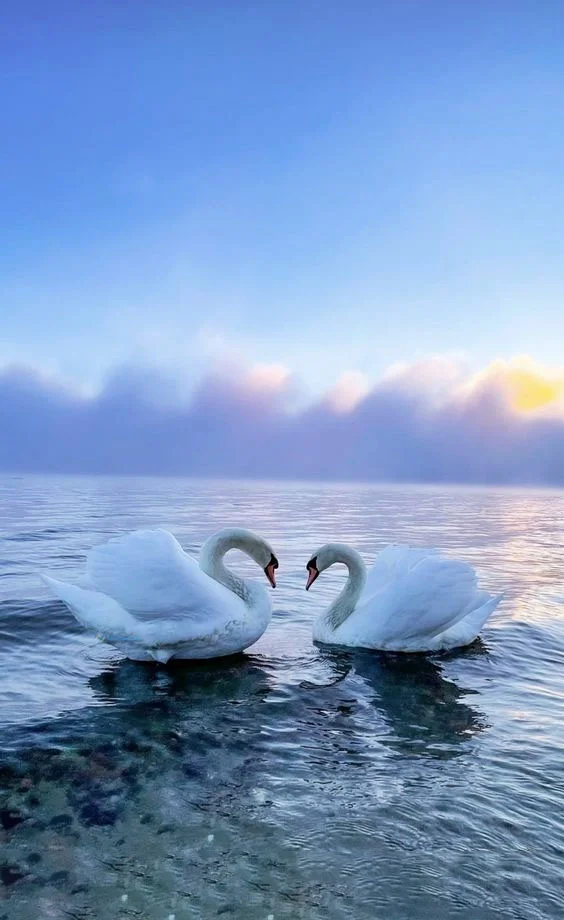 Hình nền Thiên Nga cho điện thoại