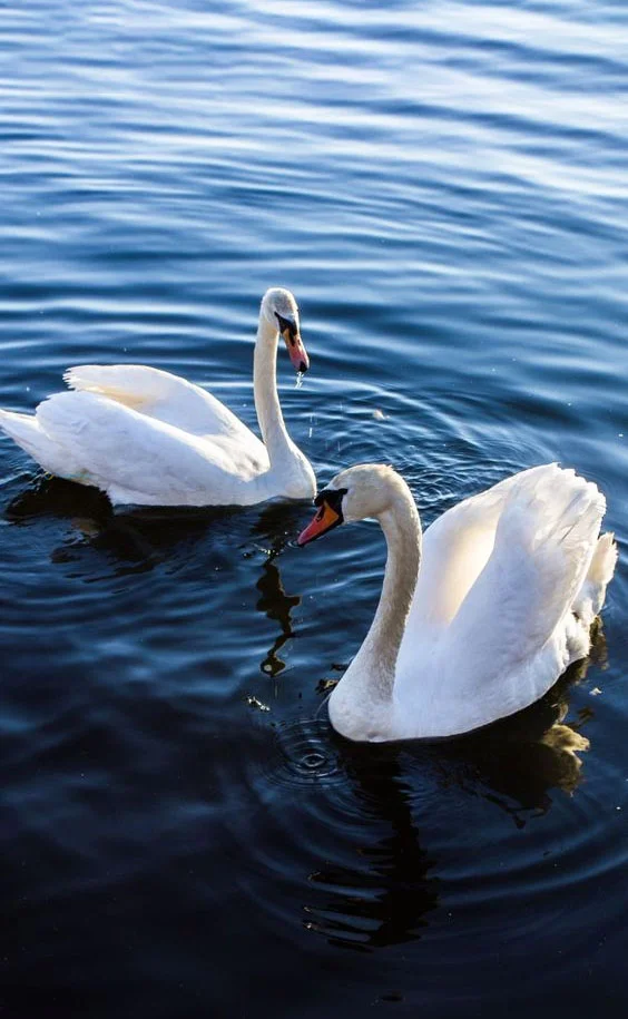 Hình nền Thiên Nga cho điện thoại