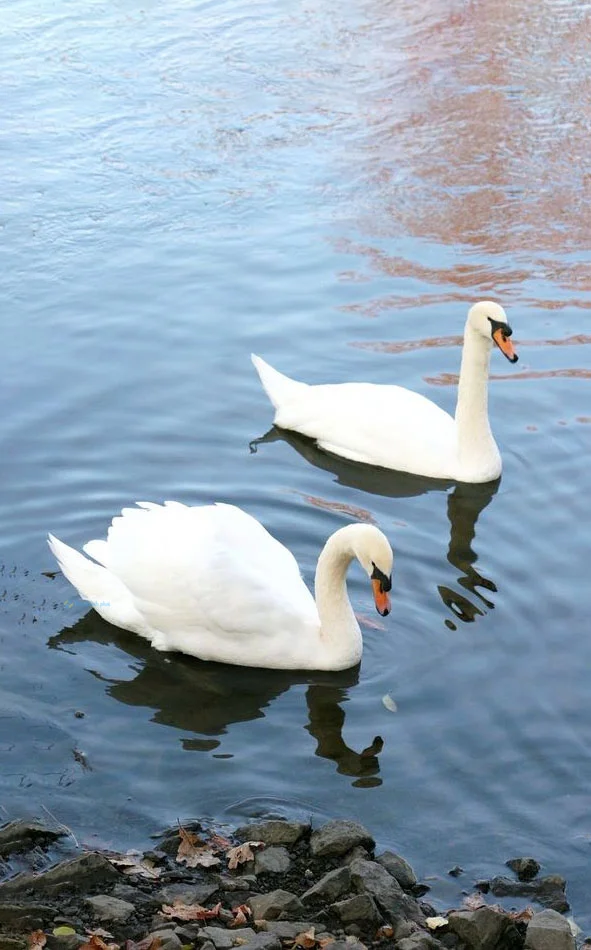 Hình nền Thiên Nga cho điện thoại