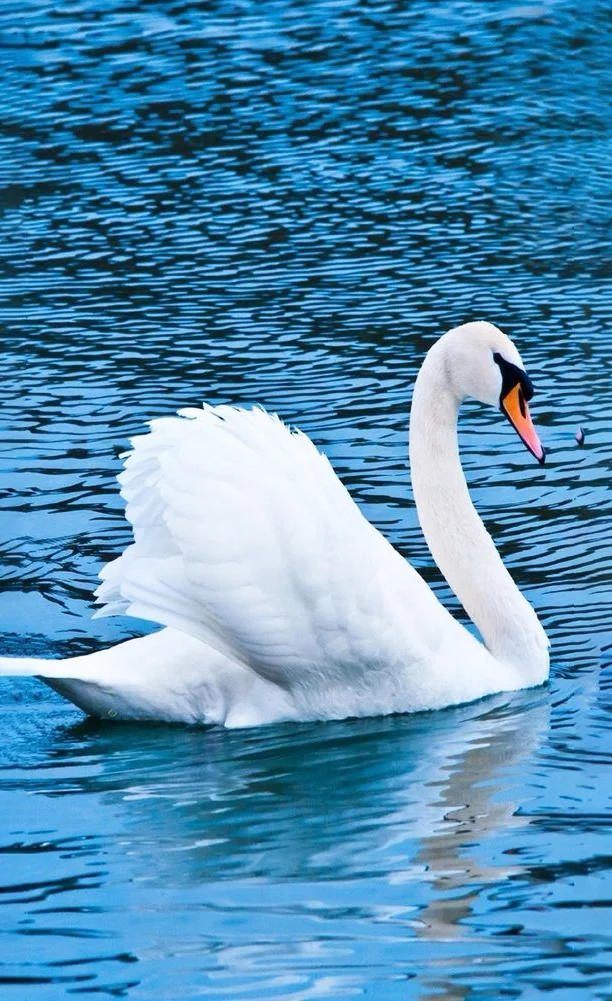 Hình nền Thiên Nga cho điện thoại