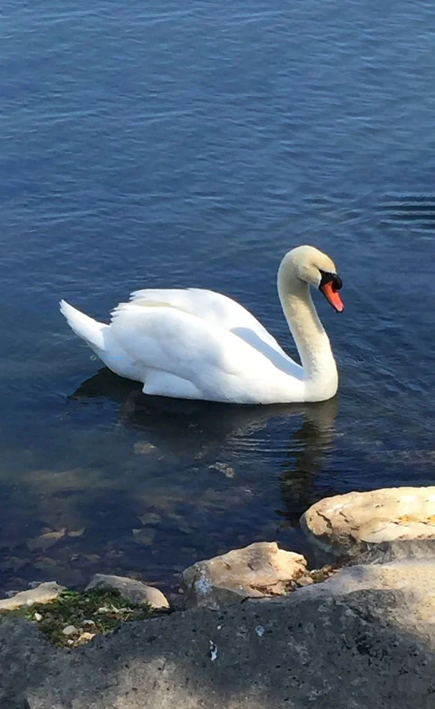 Hình nền Thiên Nga cho điện thoại