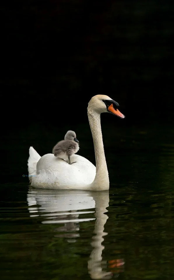 Hình nền Thiên Nga cho điện thoại