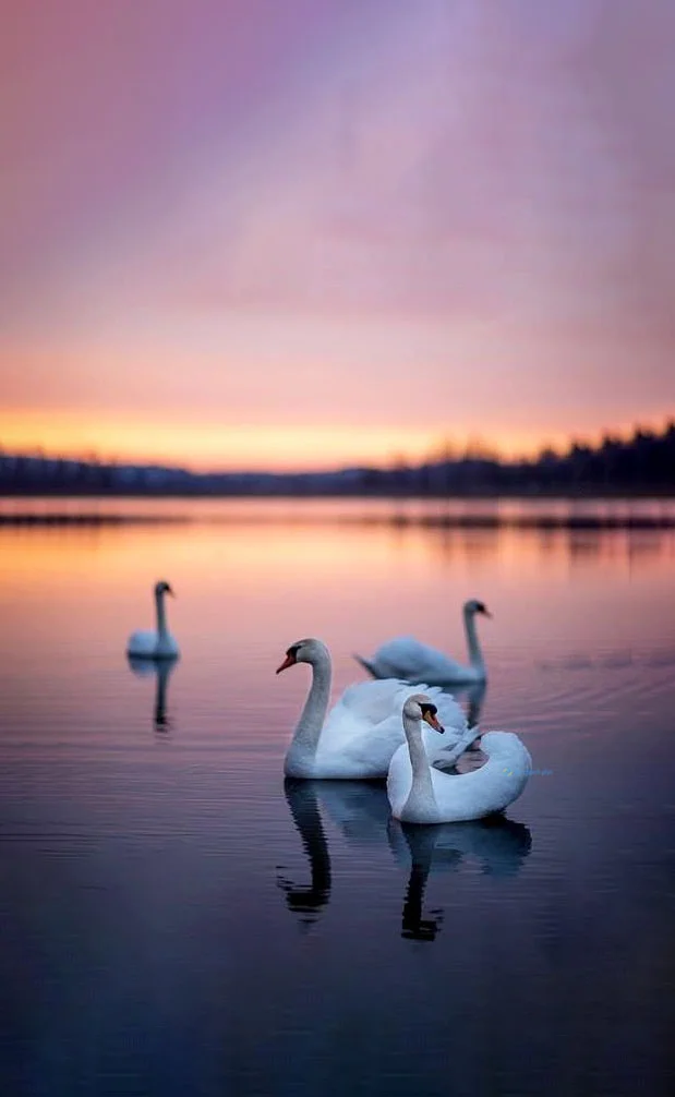 Hình nền Thiên Nga cho điện thoại