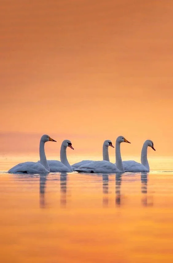 Hình nền Thiên Nga cho điện thoại