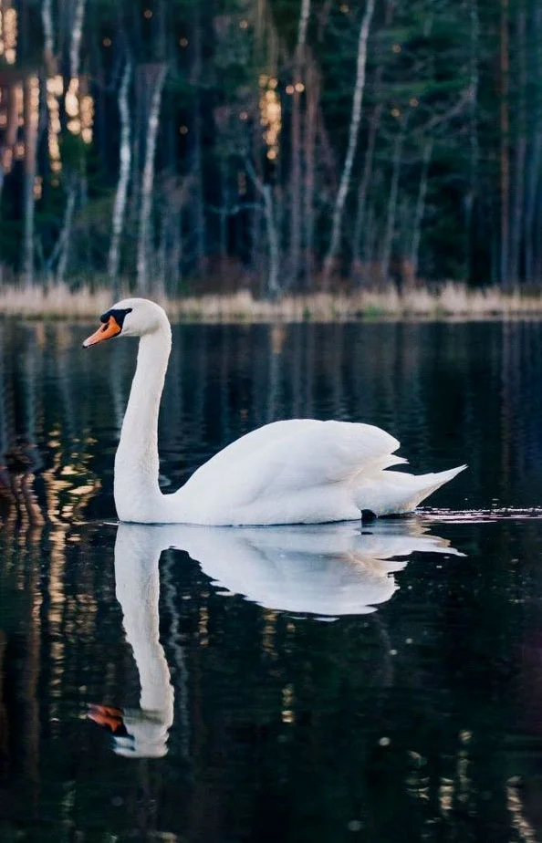 Hình nền Thiên Nga cho điện thoại