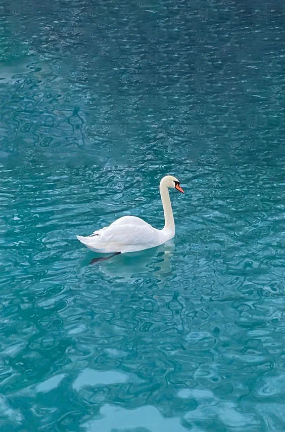 Hình nền Thiên Nga cho điện thoại