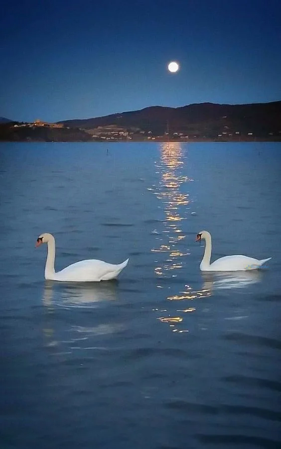 Hình nền Thiên Nga cho điện thoại