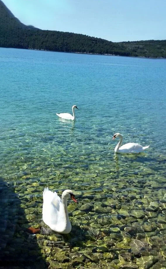 Hình nền Thiên Nga cho điện thoại