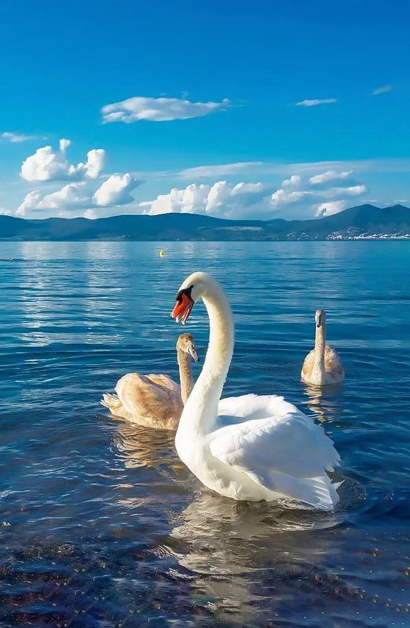 Hình nền Thiên Nga cho điện thoại