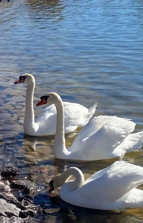 Hình nền Thiên Nga cho điện thoại