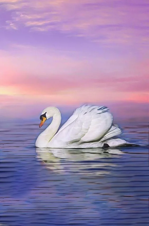 Hình nền Thiên Nga cho điện thoại