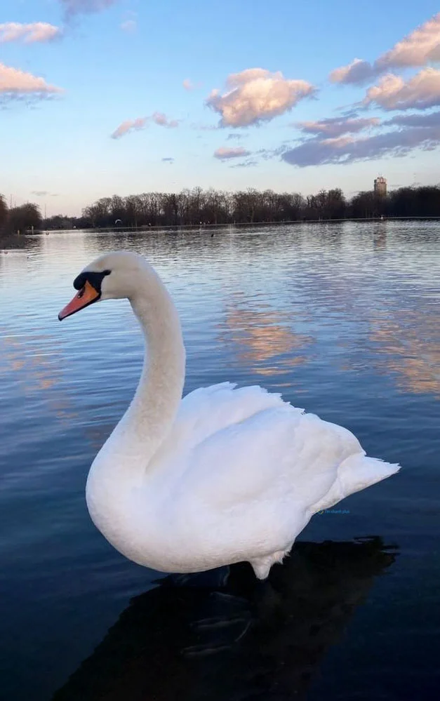 Hình nền Thiên Nga cho điện thoại